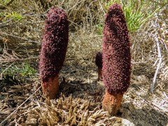 Cynomorium coccineum