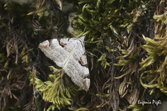 Aplocera praeformata