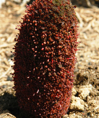 Cynomorium coccineum