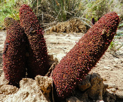 Cynomorium coccineum