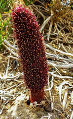 Cynomorium coccineum