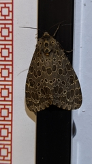 Olepa ricini