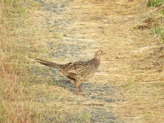 Phasianus versicolor