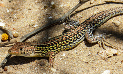 Acanthodactylus margaritae