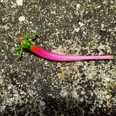 Dendrophthoe falcata