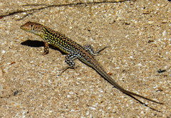 Acanthodactylus margaritae