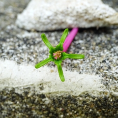 Dendrophthoe falcata