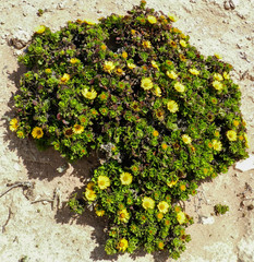 Asteriscus imbricatus