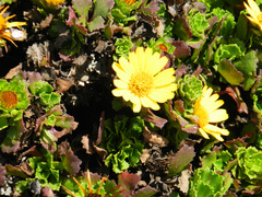 Asteriscus imbricatus