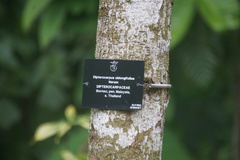 Dipterocarpus oblongifolius