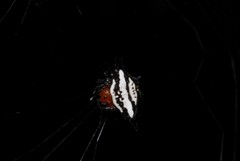 Gasteracantha rhomboidea comorensis