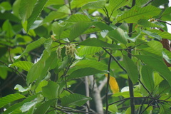 Dipterocarpus oblongifolius