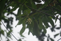 Dipterocarpus oblongifolius