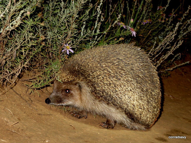 Steppe Hedgehogs