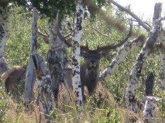 Cervus canadensis sibiricus