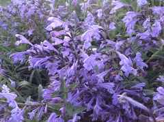 Nepeta sibirica