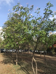 Tabebuia heterophylla