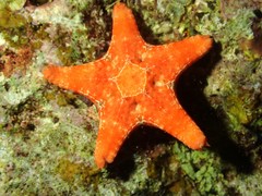 Choriaster granulatus