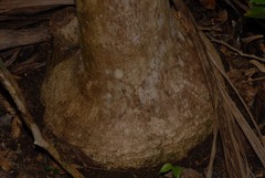 Dypsis cabadae