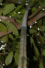 Dypsis cabadae