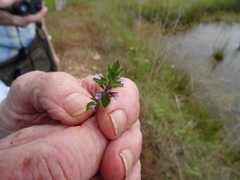 Stachys crenata
