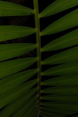 Dypsis cabadae
