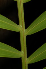 Dypsis cabadae
