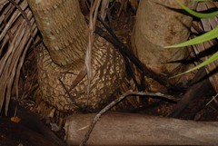 Dypsis cabadae