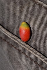 Dypsis cabadae