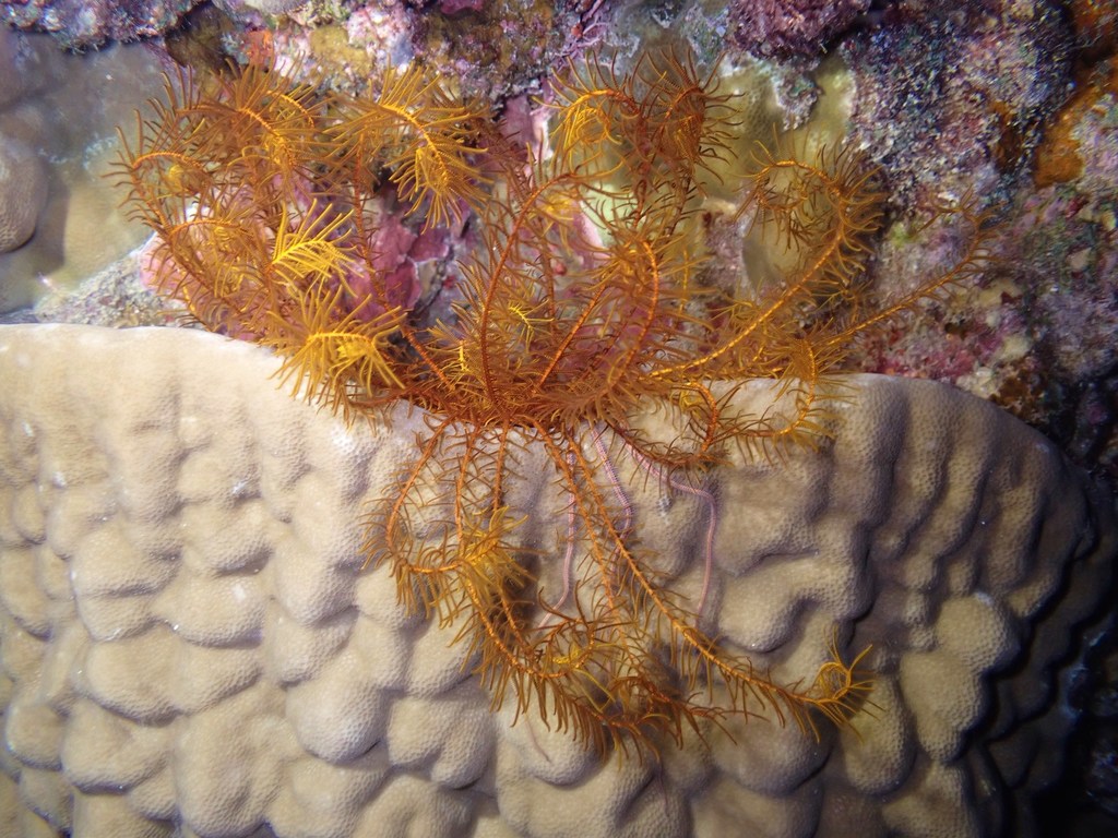 Phanogenia typica