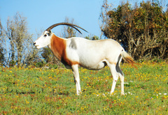 Oryx