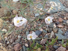 Hypecoum lactiflorum