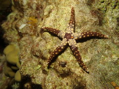 Fromia heffernani