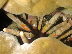 Phyllacanthus imperialis