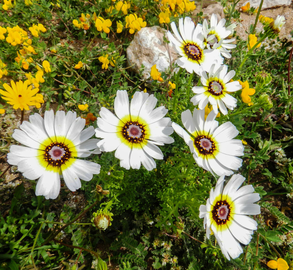 Tricolor Daisy