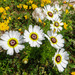 Tricolor Daisy - Photo (c) mario_mairal, some rights reserved (CC BY-NC-ND), uploaded by mario_mairal