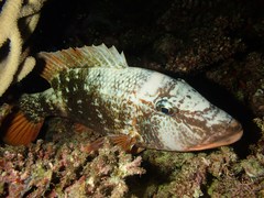 Lethrinus erythracanthus