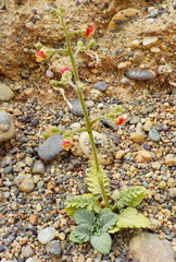 Scrophularia lucida