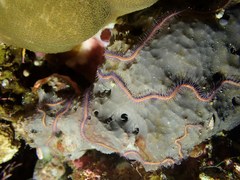 Macrophiothrix nereidina