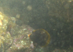 Chaetodon flavirostris