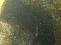 Chaetodon flavirostris