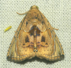 Eulepidotis osseata