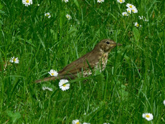 Turdus philomelos