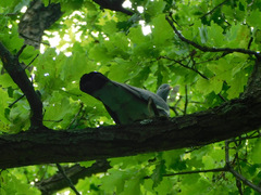 Columba palumbus