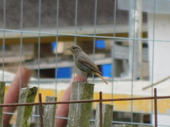 Phoenicurus ochruros