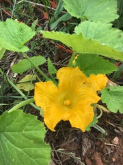 Cucurbita maxima
