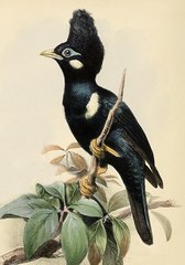 Long-Crested Myna photo 5