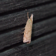 Pseudocatharylla duplicella