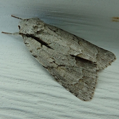 Acronicta laetifica