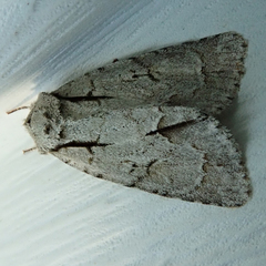 Acronicta laetifica